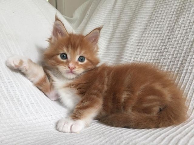 Maine Coon Kätzchen zu verkaufen