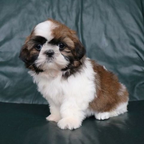 Shih-Tzu-Welpen zur Adoption