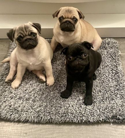 Mops-Welpen zur Vermittlung.