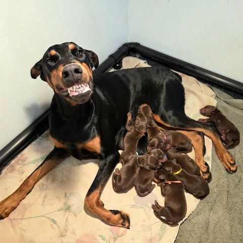 Outstanding Quality Dobermann puppies, KC REG