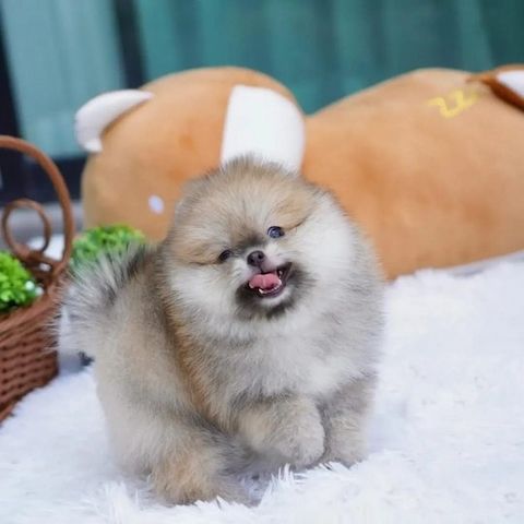 Verkaufe meine Pomeranian Zwergspitz Whastapp