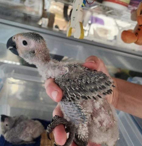4 Wochen alte Papageien (African Grey)