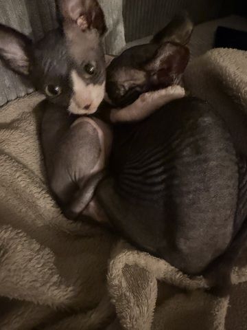 Zwei Sphynx Brüder suchen ein Zuhause