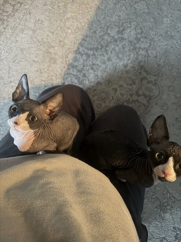 Zwei Sphynx Brüder suchen ein Zuhause