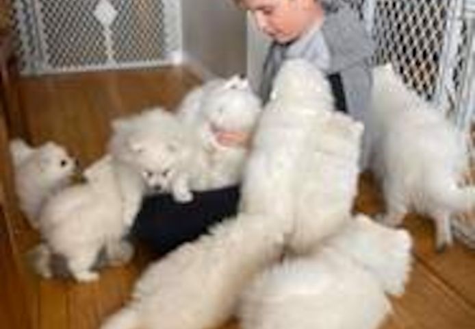 Tierärztlich untersuchte Pomeranian-Welpen zu verkaufen