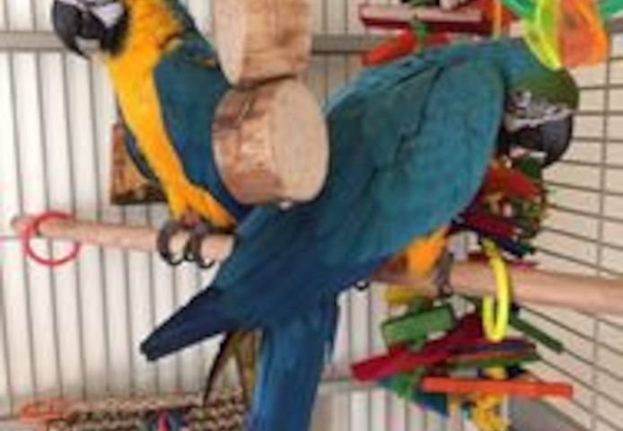 Zwei blau-goldene Aras mit Käfig suchen ein liebevolles Zuhause.