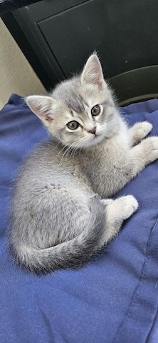 Katzenbaby sucht neue Familie