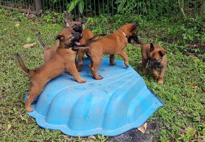 Günstige Belgische Schäferhundwelpen (Malinois) zu verkaufen.