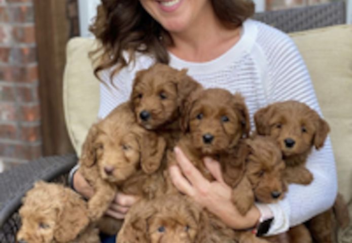 Freundliche Labradorwelpen zu verkaufen.