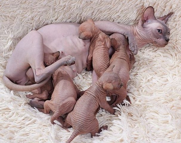 Wunderschöne Sphynx-Kitten abzugeben