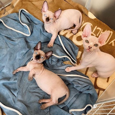 Entzückende Sphynx-Kitten