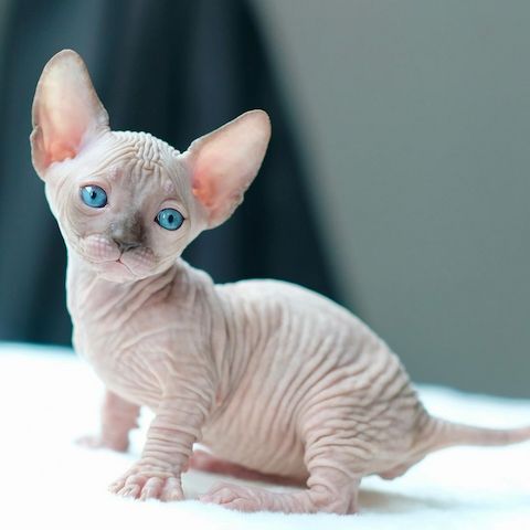 Außergewöhnliche Sphynx-Kitten