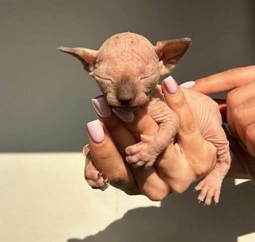 Kräftige Sphynx-Katzen.
