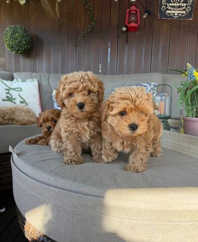 Bezaubernde Maltipoo-Babys