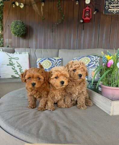 Bezaubernde Maltipoo-Babys