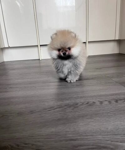 Hochwertige Pomeranian-Welpen