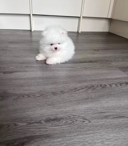 Hochwertige Pomeranian-Welpen