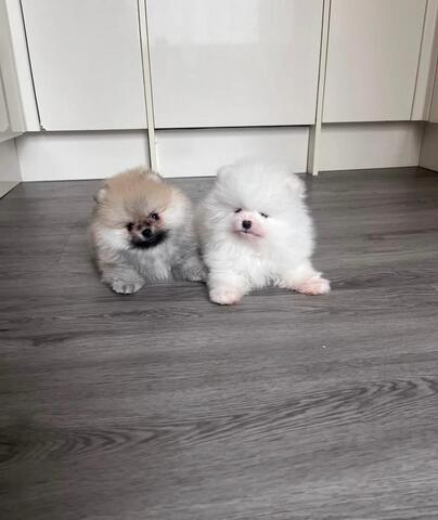 Hochwertige Pomeranian-Welpen