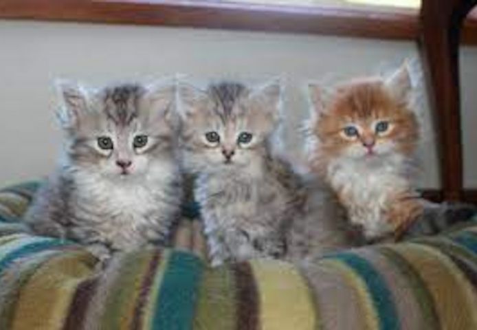 Maine-Coon-Kätzchen