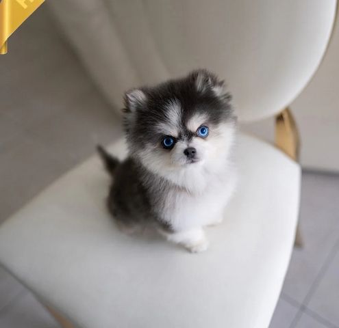 Wunderschöner Pomsky Welpen sucht ein liebevolles Zuhause
