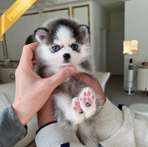 Süße Pomsky Welpen