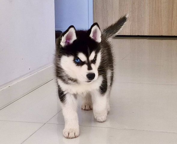Wunderschöne Welpen Pomsky Husky Pomerian