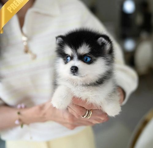 Pomsky Welpen sucht liebevolles Zuhause