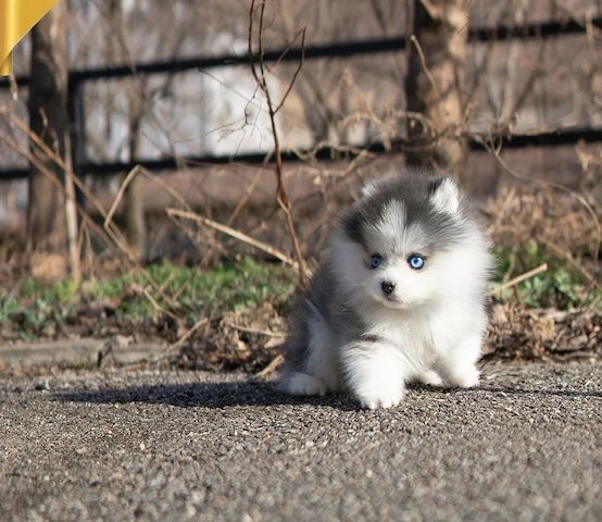 Pomsky Welpen