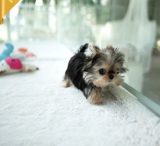 Wunderschöne Yorkshire-Terrier Welpen in allerbeste Hände zu verkaufen
