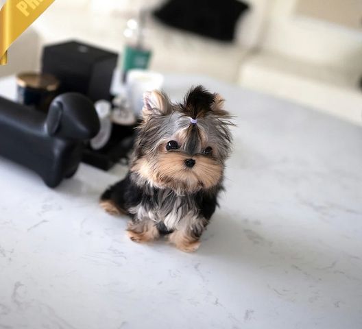 Yorkshire Terrier Welpen aus liebevoller Hobbyzucht
