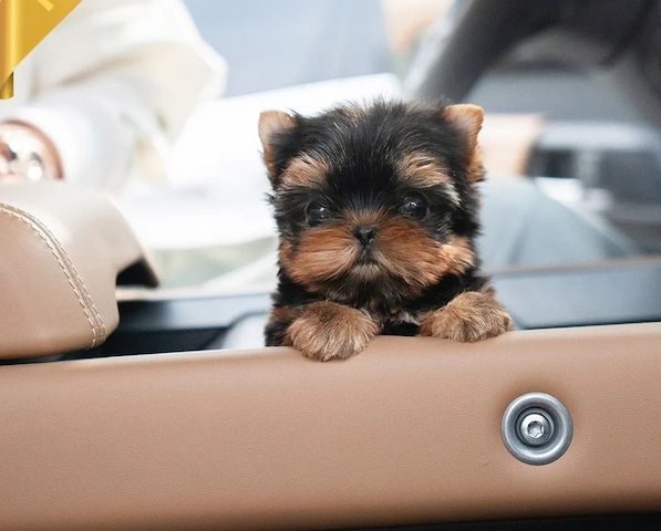 Bildschöne Yorkshire Terrier Welpen