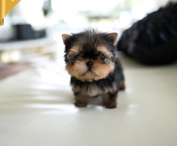 Reinrassige Yorkshire Terrier Welpen