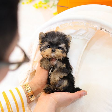 Wunderschöne Yorkshire Terrier Welpen mit Ahnentafel