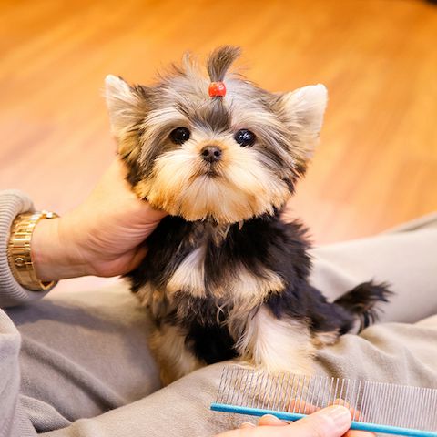 Wunderschöne Yorkshire Terrier Welpen
