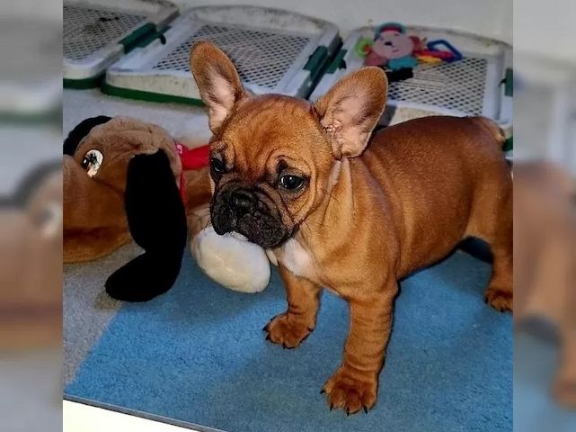 Französische Bulldog Welpen mit Ahnentafel