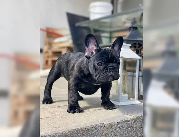 Reinrassigen Französischen Bulldoggen Welpen