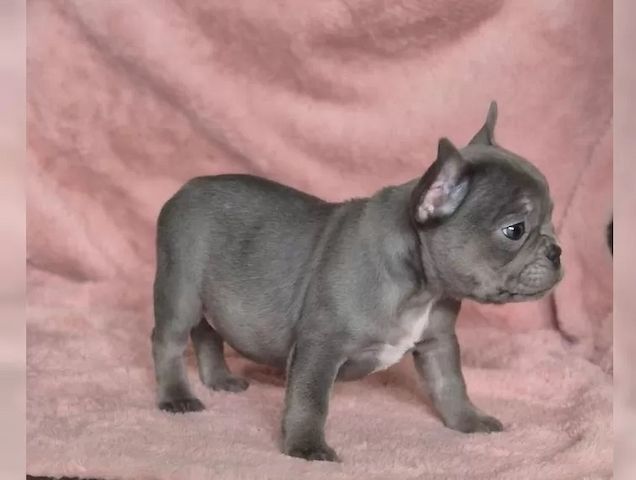 Französische Bulldoggen Welpen mit Papiere