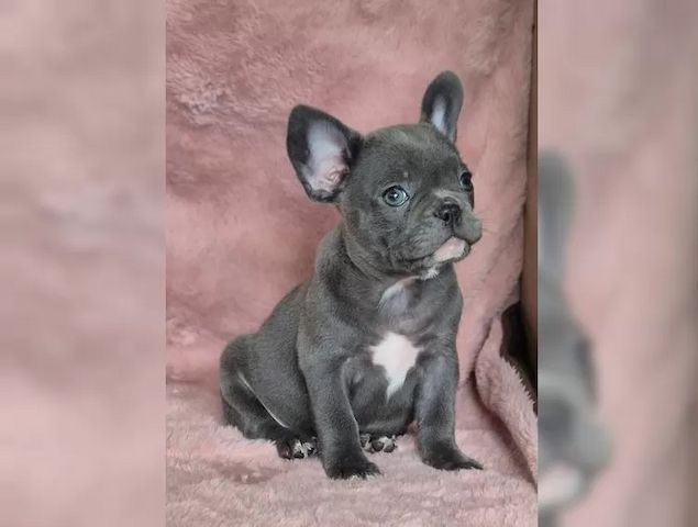 Süße Französische Bulldogge Welpen sucht liebevolles Zuhause