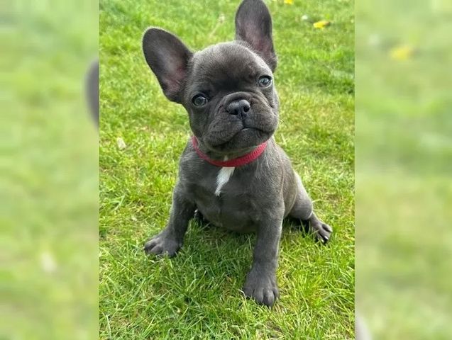 Süße Französische Bulldogge Welpen sucht liebevolles Zuhause