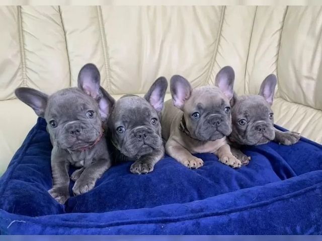 Französische Bulldogge sucht liebevolles Zuhause