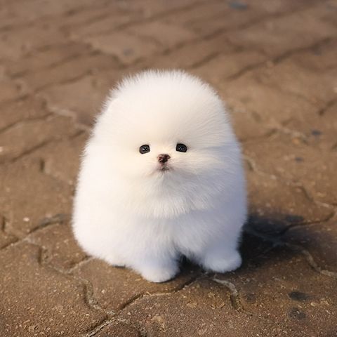 Süßen Zwergspitz Pomeranian Welpen