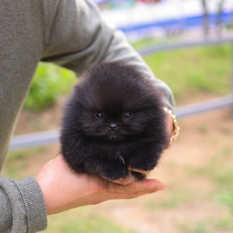 Wunderschöne Pomeranian Welpen suchen ab sofort ein liebevolles zu Hause