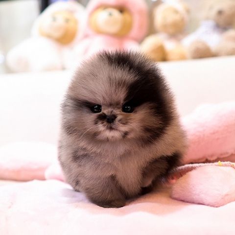Reinrassige Pomeranian Zwergspitz Welpen mit Stammbaum