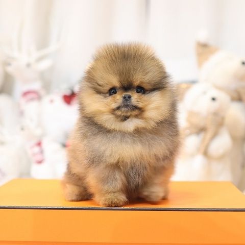 Exklusive Pomeranian Welpen