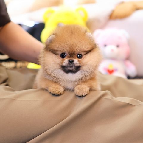 Reinrassige Pomeranian Zwergspitz Welpen