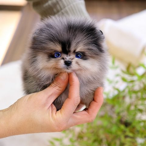 Zuckersüße Pomeranian - Zwergspitz Welpen