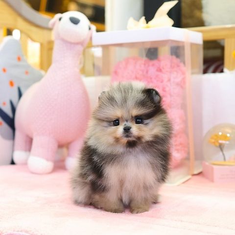 Wunderschöne Pomeranian / Zwergspitz Welpen