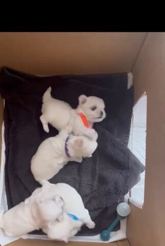 Maltese puppies