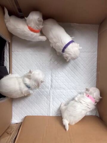 Maltese puppies