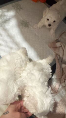 Maltese puppies